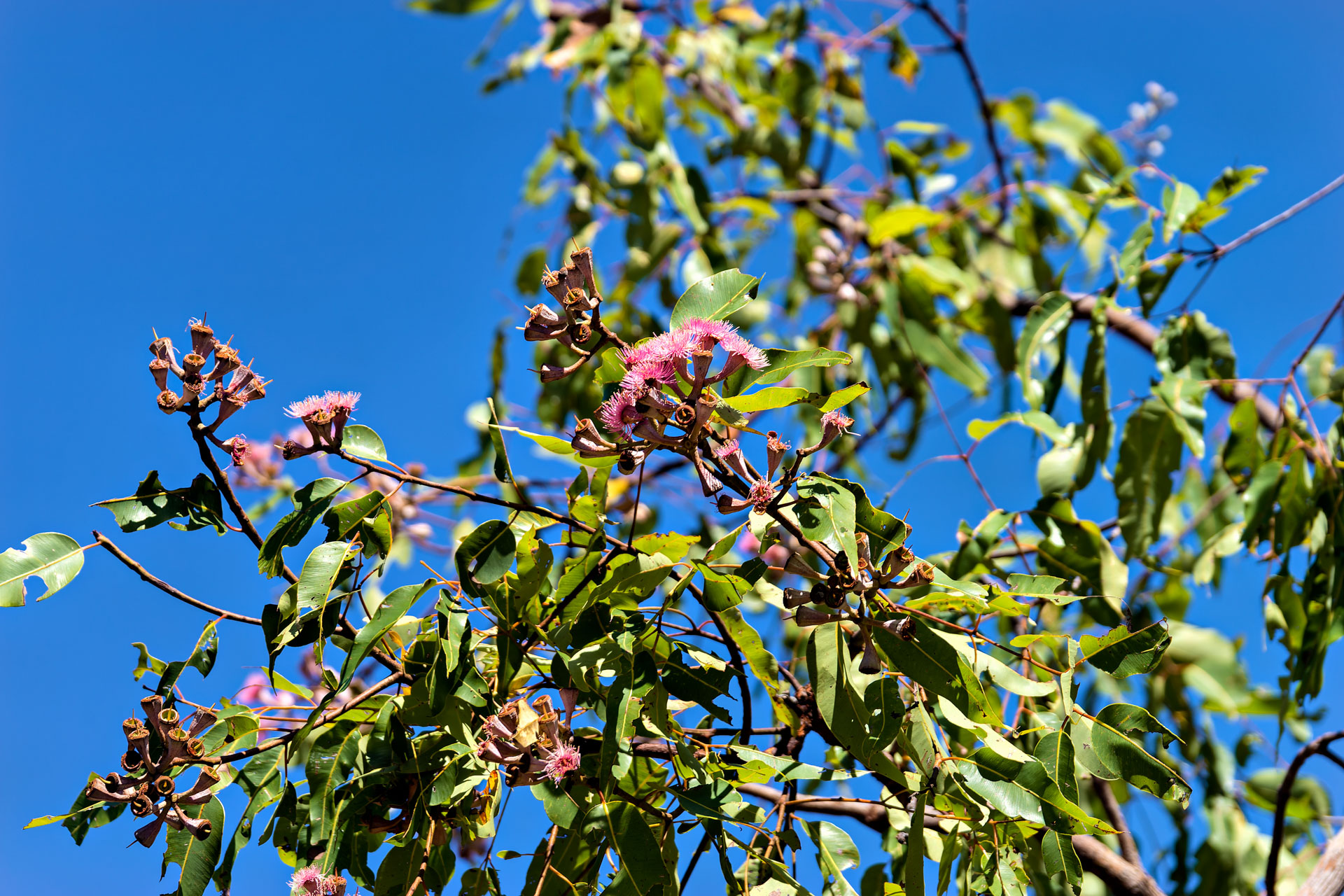 Kakadu National Park - Gubara Pools Walk